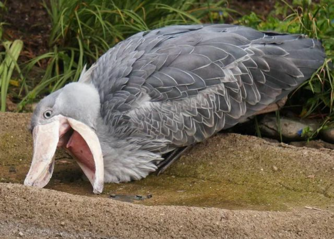 【高市自民】ネット大荒れ「はあ?」「子育てに罰金」「高市支持やめる!」 高校生の扶養控除縮小検討の報道に騒然「意味分からん」「ほーら増税始まった」「涙出る」「子育て支援は嘘」 公明離脱で再燃