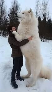【画像】多摩動物公園が檻の外に出たオオカミについて報告→”脱走から戻ってきた飼い犬”と同じ表情で話題に「充実した顔してて草」