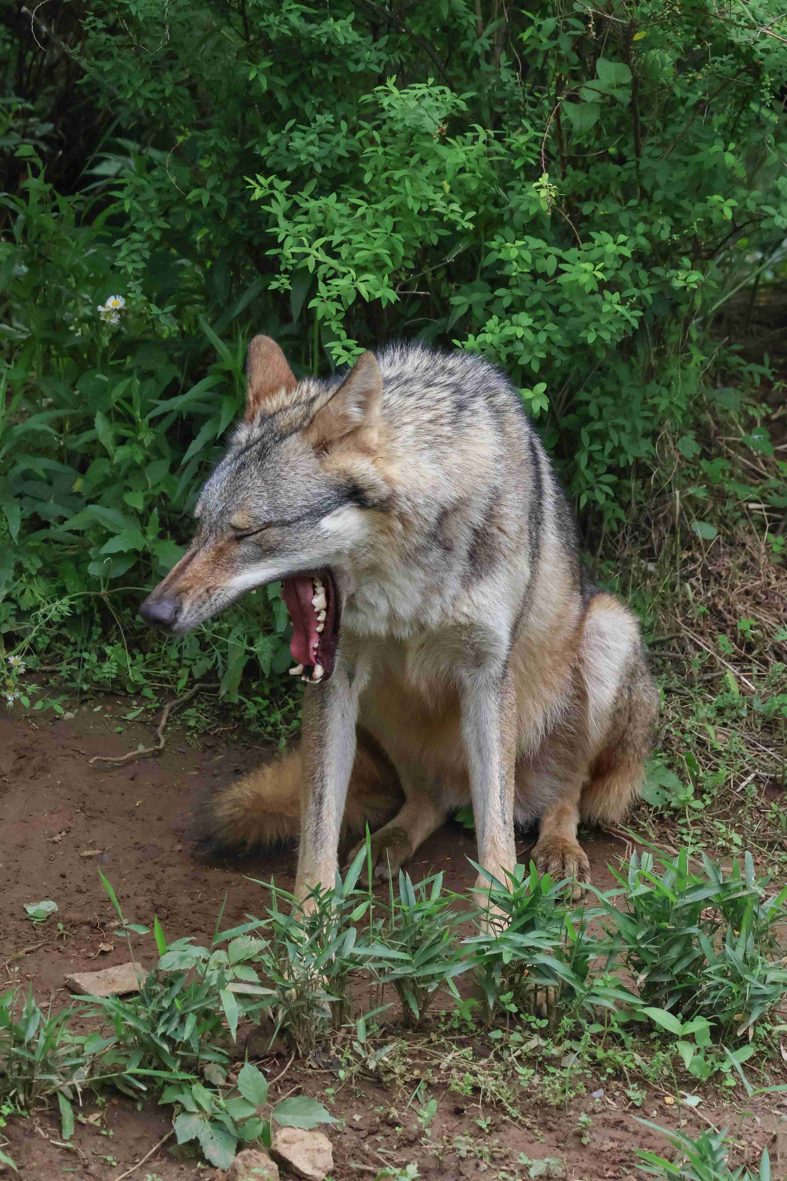 【画像】多摩動物公園が檻の外に出たオオカミについて報告→”脱走から戻ってきた飼い犬”と同じ表情で話題に「充実した顔してて草」