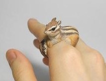 動物をモチーフにした雑貨が見たい