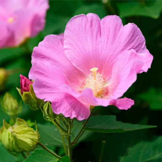 扶養内に戻るか悩む