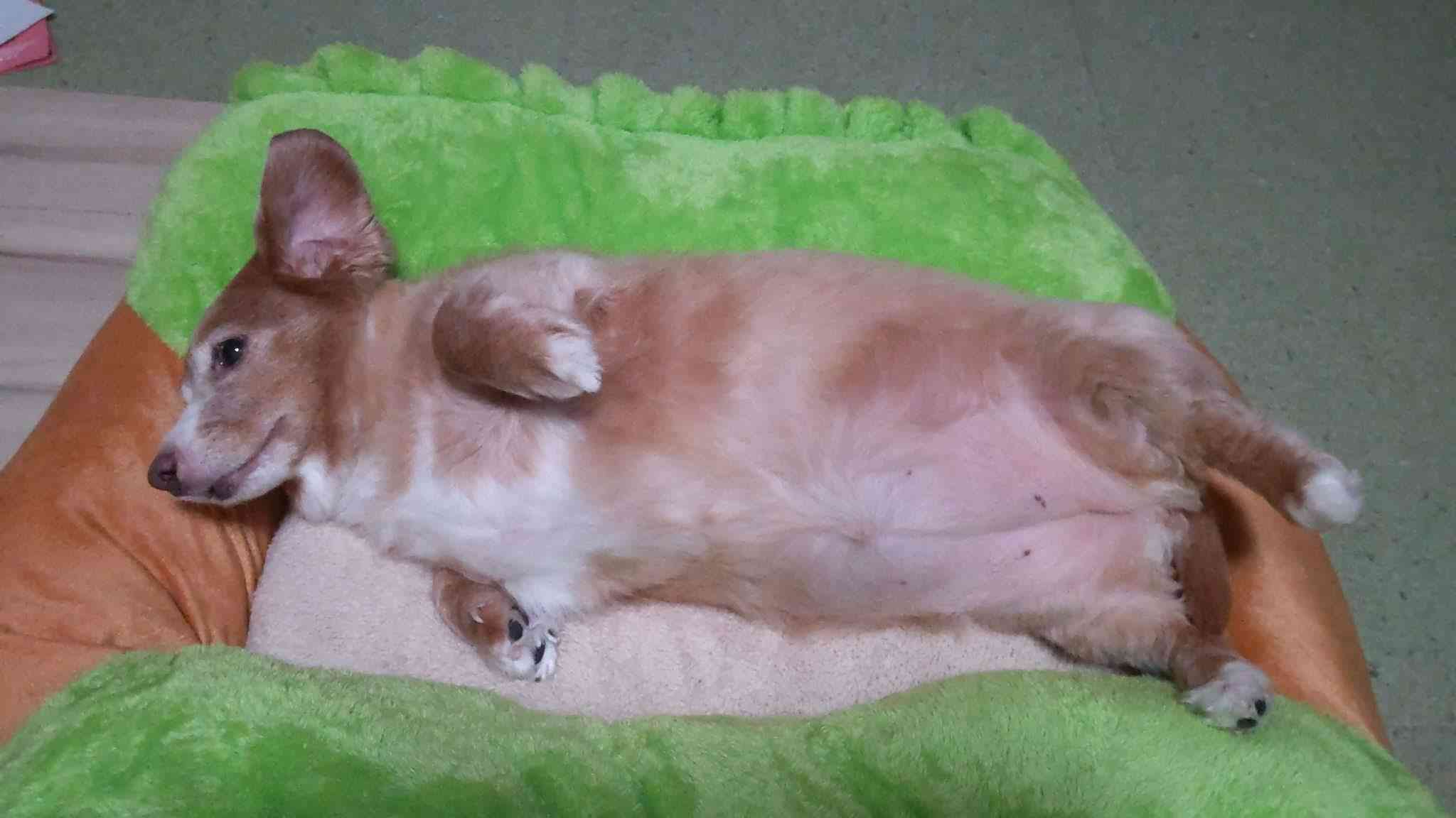 ペットのかわいいエピソードを発表するトピ