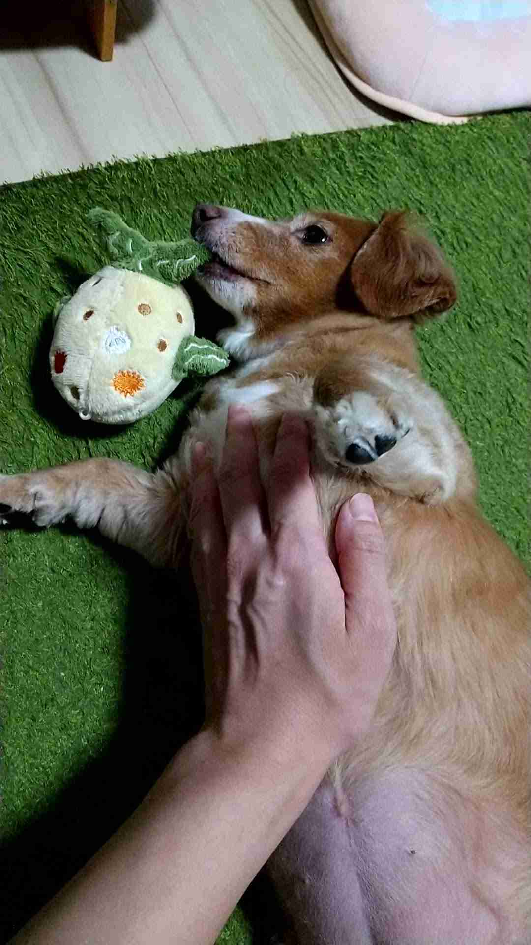 ペットのかわいいエピソードを発表するトピ