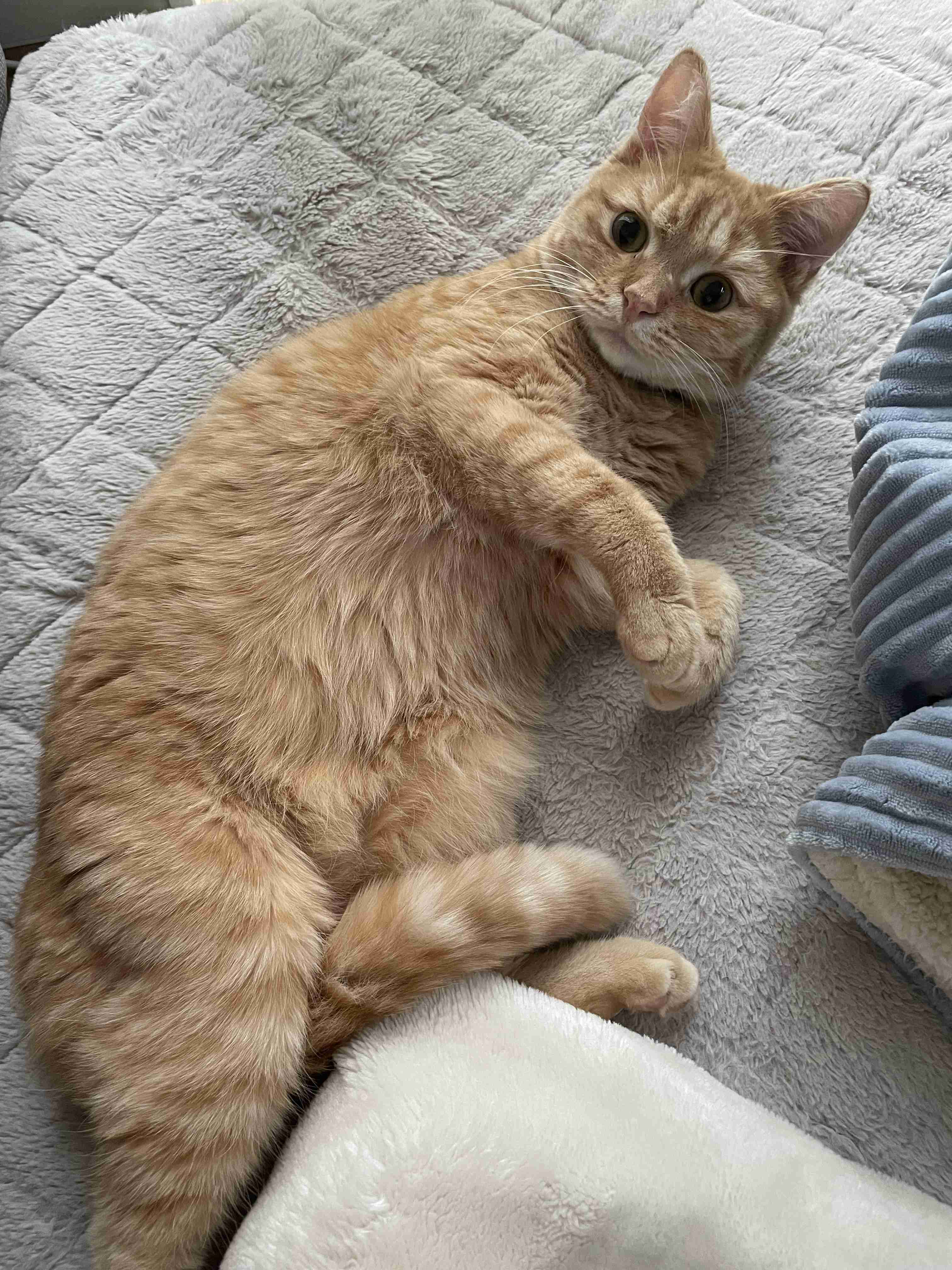 ペットのかわいいエピソードを発表するトピ