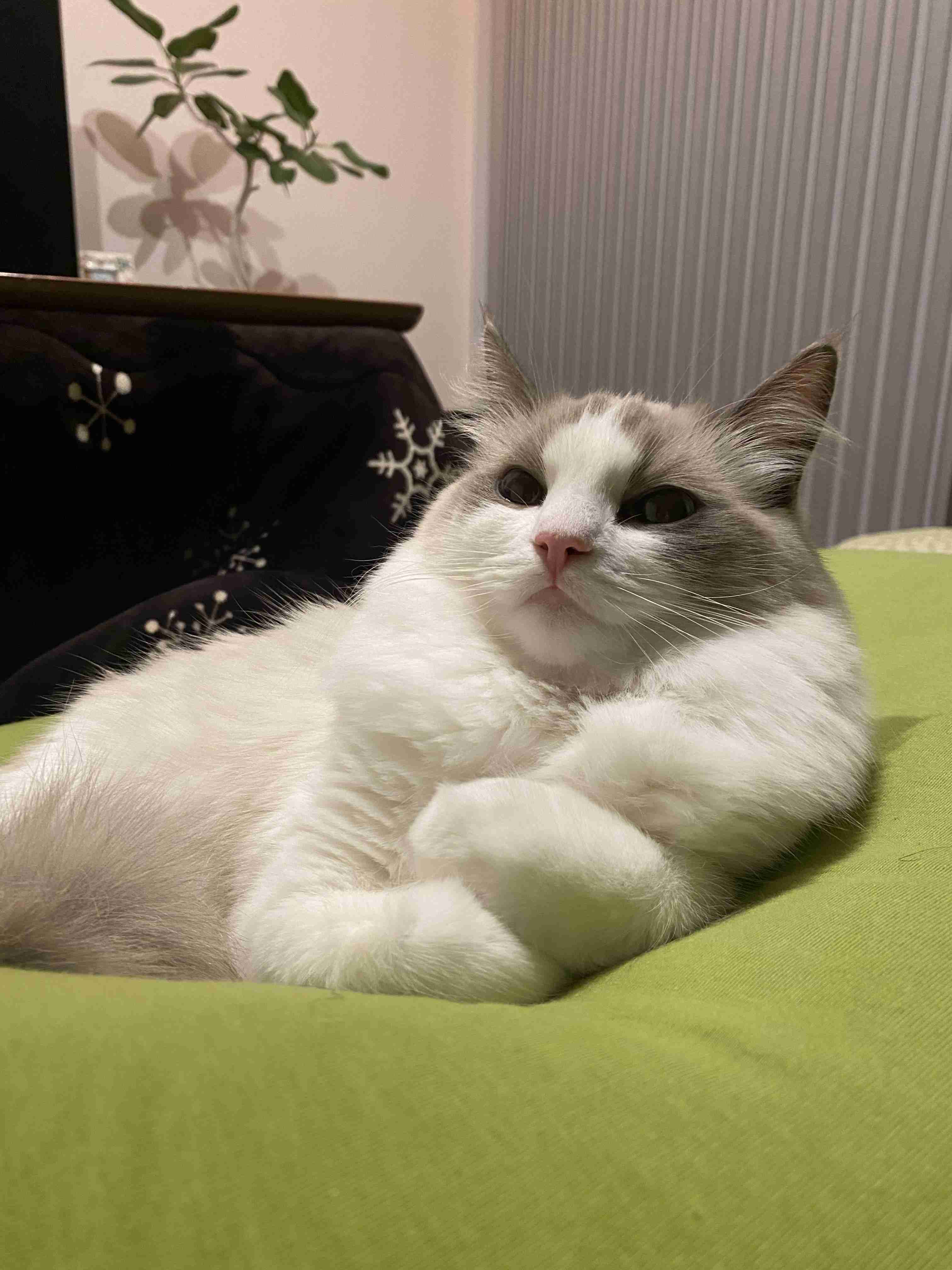 ペットのかわいいエピソードを発表するトピ