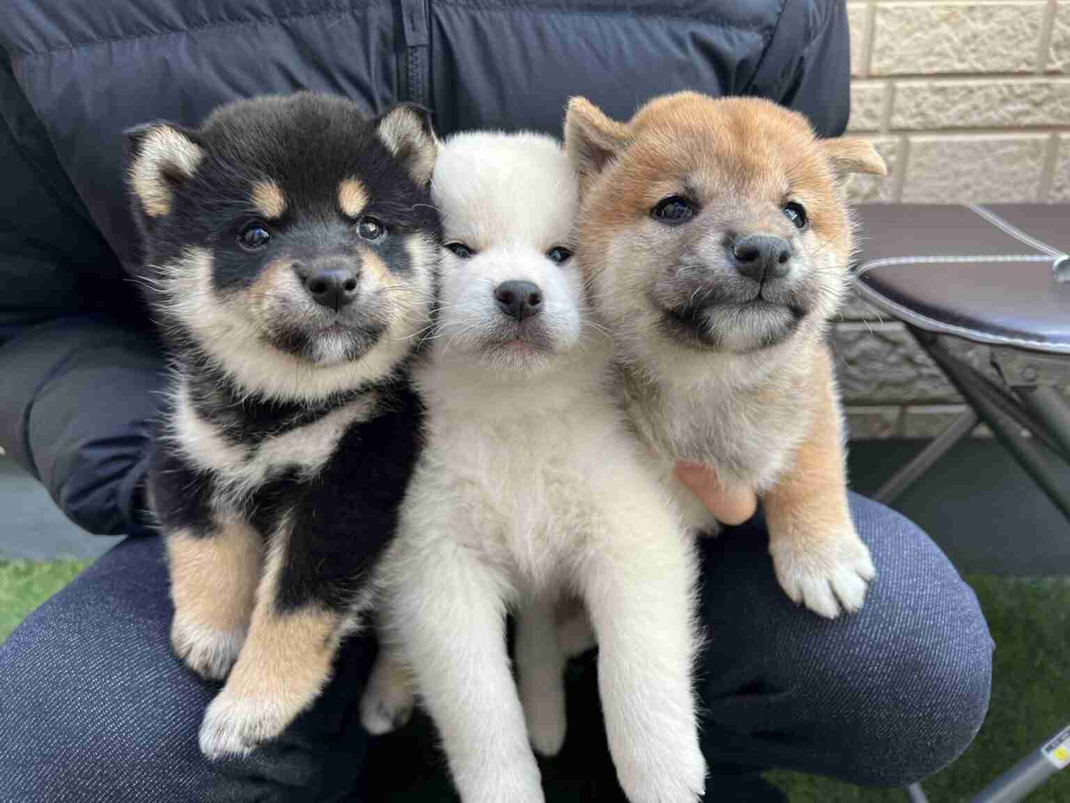 ペットのかわいいエピソードを発表するトピ