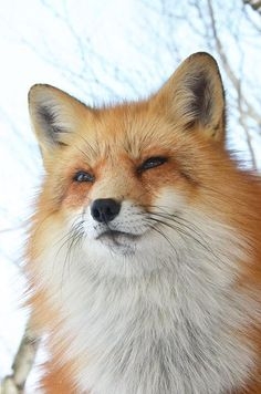 【動物でホストクラブ番外編】今年もお疲れだったね!のトピ