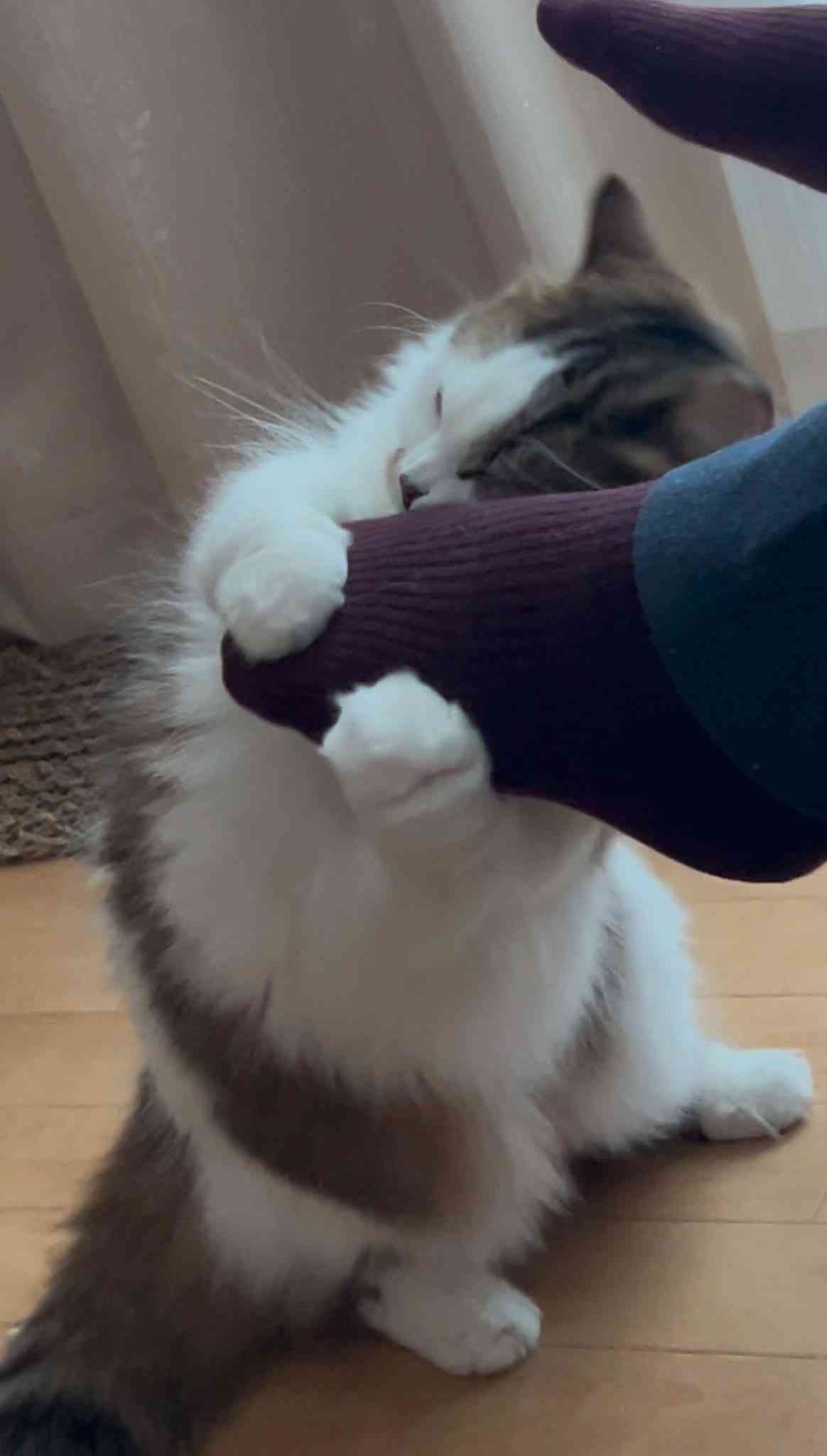 【動物でホストクラブ番外編】今年もお疲れだったね!のトピ