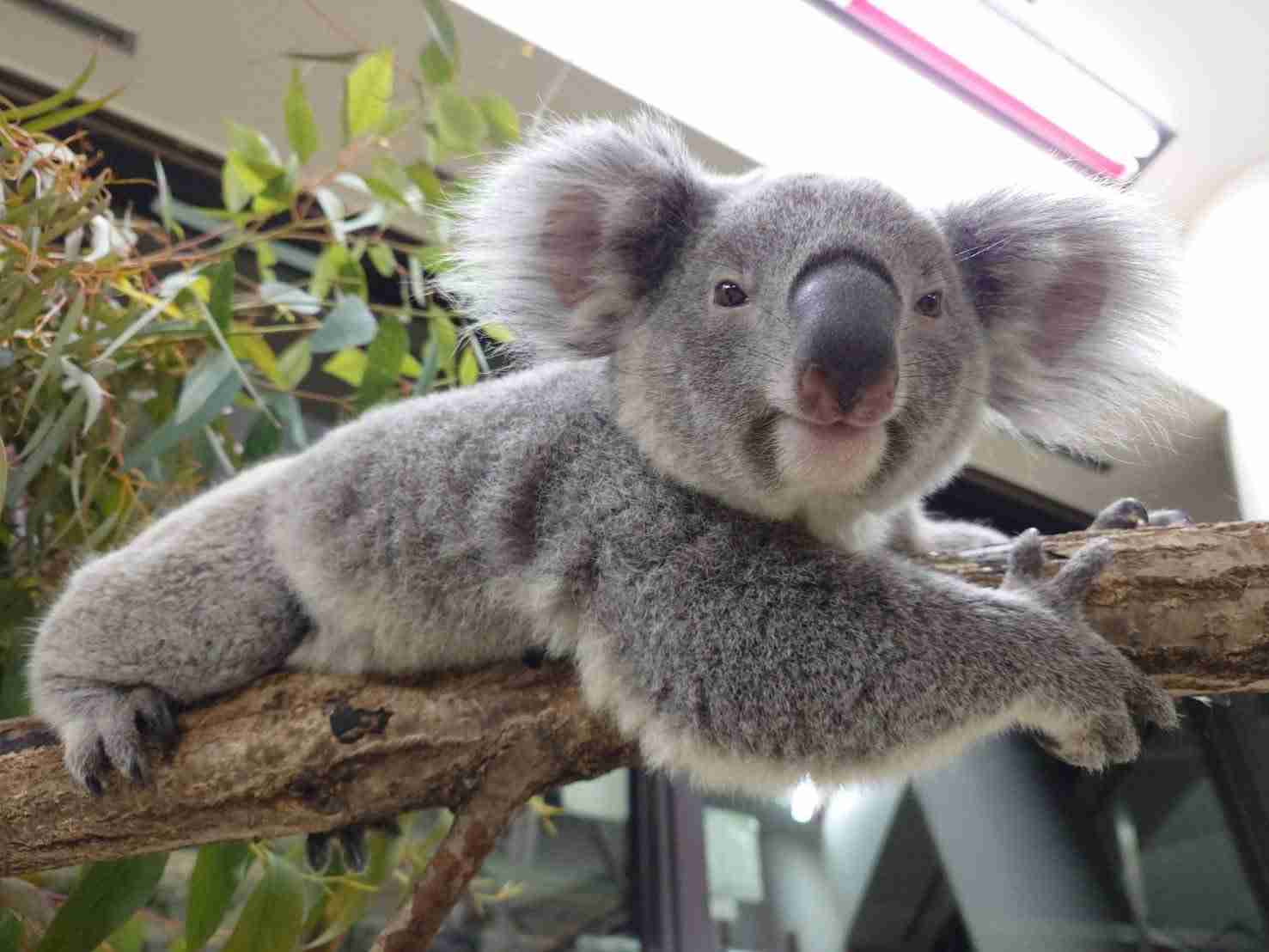 【動物でホストクラブ番外編】今年もお疲れだったね!のトピ