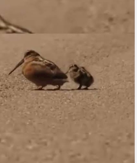 【動物でホストクラブ番外編】今年もお疲れだったね!のトピ