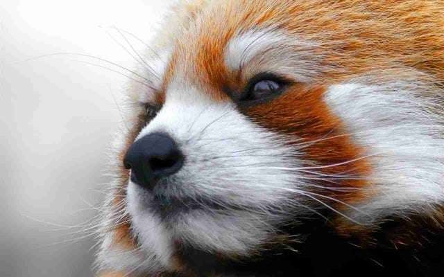 【動物でホストクラブ番外編】今年もお疲れだったね!のトピ