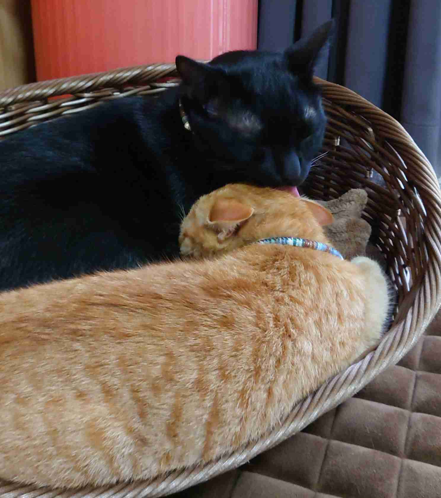 【動物でホストクラブ番外編】今年もお疲れだったね!のトピ