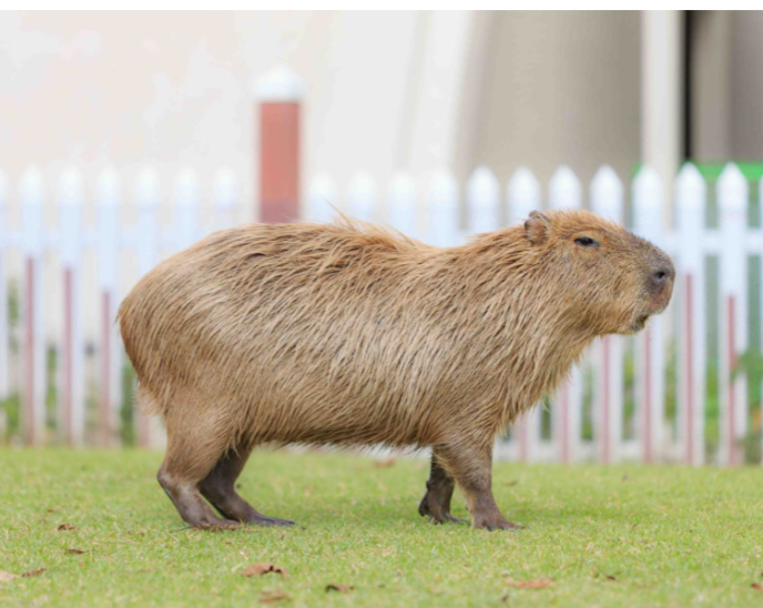 上野動物園の双子パンダ、1月末に中国に返還へ 国内でパンダ不在に