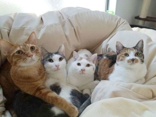 女子会を言い換えるなら