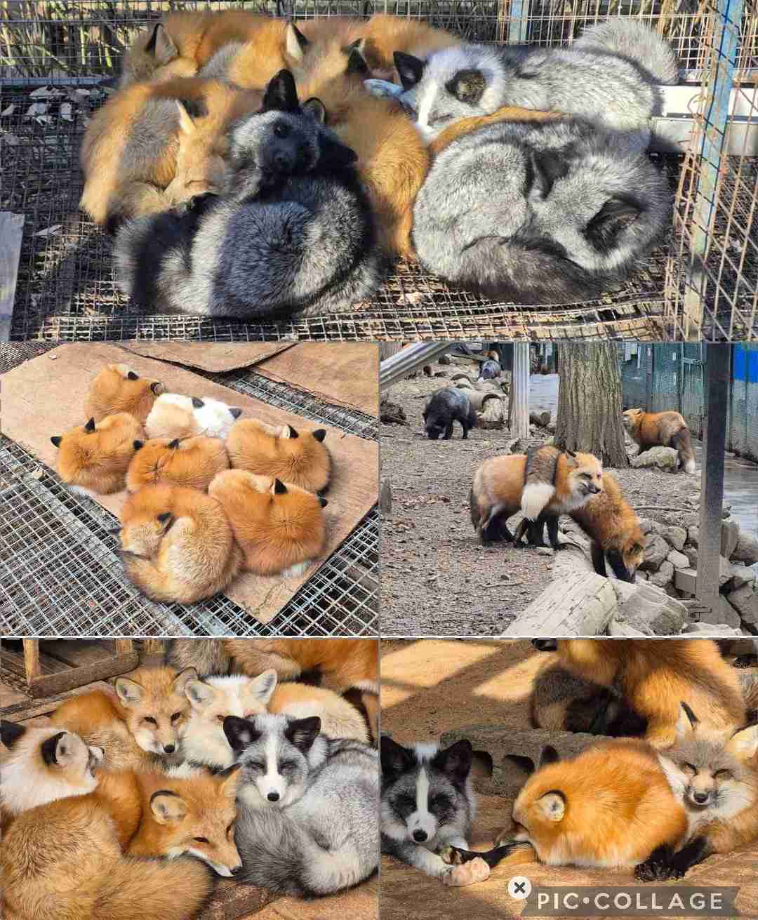 クマ用の箱罠にかかったタヌキとキツネ、罠の中で寄り添い合う→解放しようとしたら…性格の違いに「これでこそタヌキ」の声