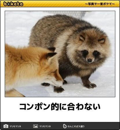 クマ用の箱罠にかかったタヌキとキツネ、罠の中で寄り添い合う→解放しようとしたら…性格の違いに「これでこそタヌキ」の声