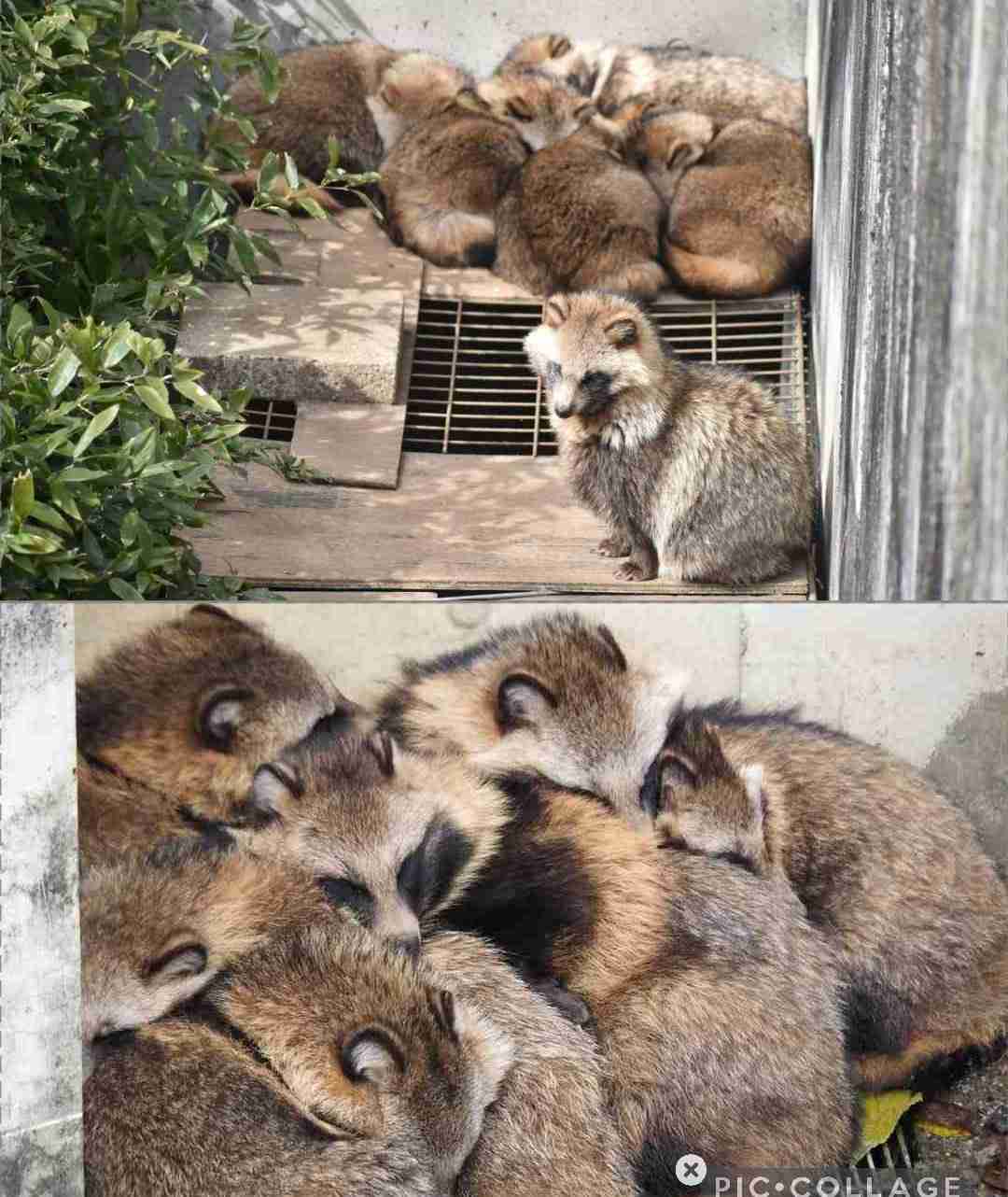 クマ用の箱罠にかかったタヌキとキツネ、罠の中で寄り添い合う→解放しようとしたら…性格の違いに「これでこそタヌキ」の声