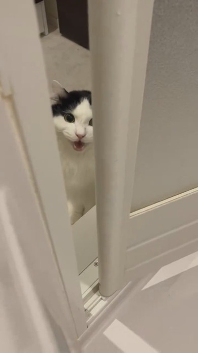 撫でられるのも抱っこされるのもイヤ。お風呂の前で飼い主を待つ猫は何を望んでいるのか