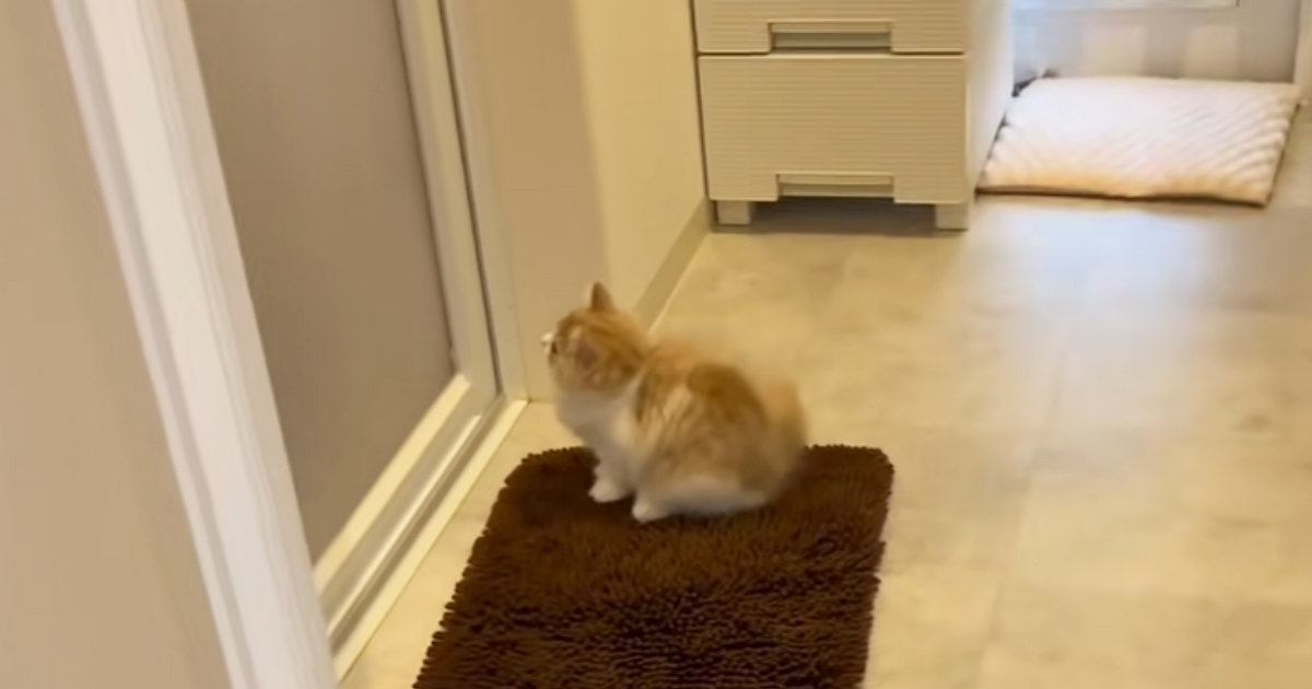 撫でられるのも抱っこされるのもイヤ。お風呂の前で飼い主を待つ猫は何を望んでいるのか