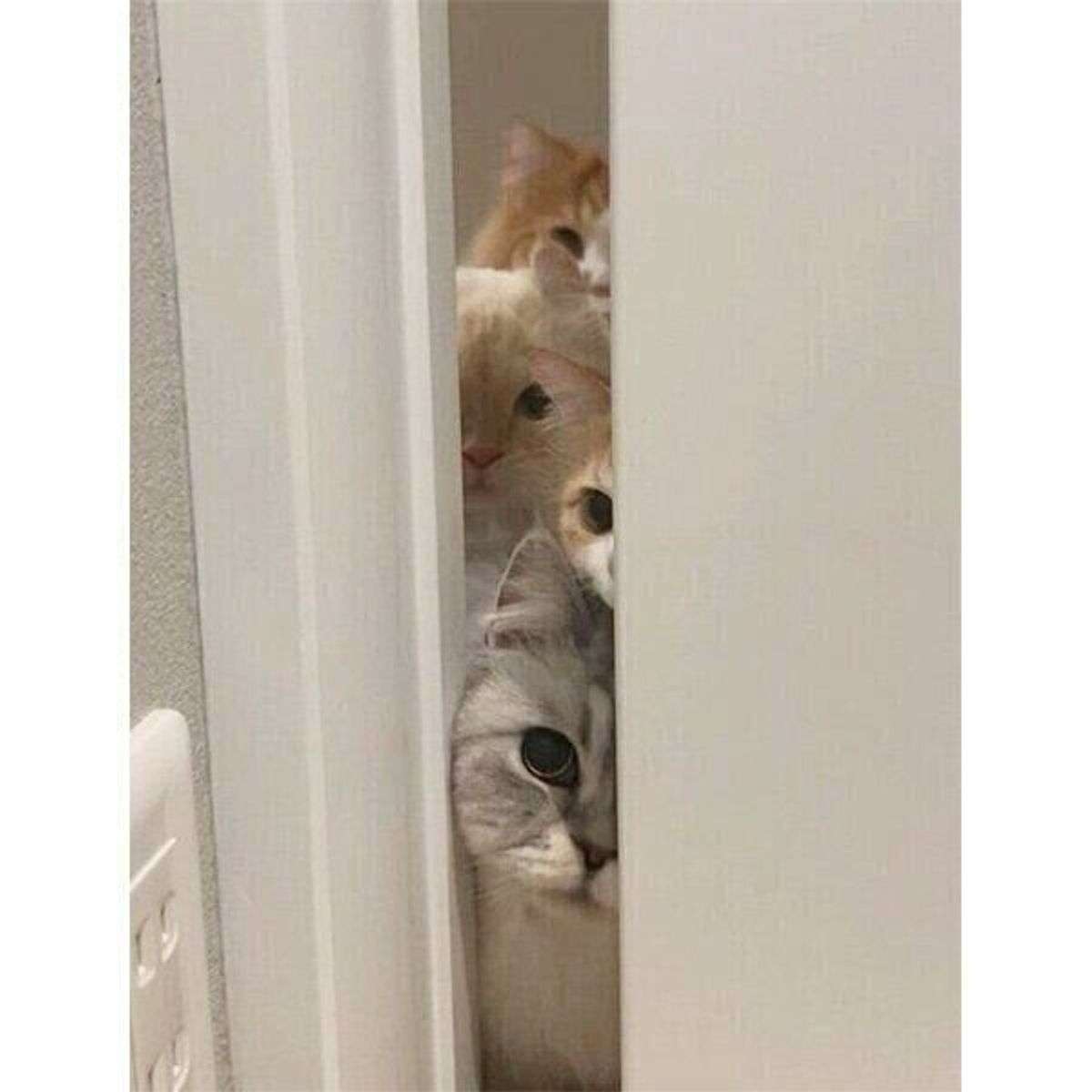 撫でられるのも抱っこされるのもイヤ。お風呂の前で飼い主を待つ猫は何を望んでいるのか