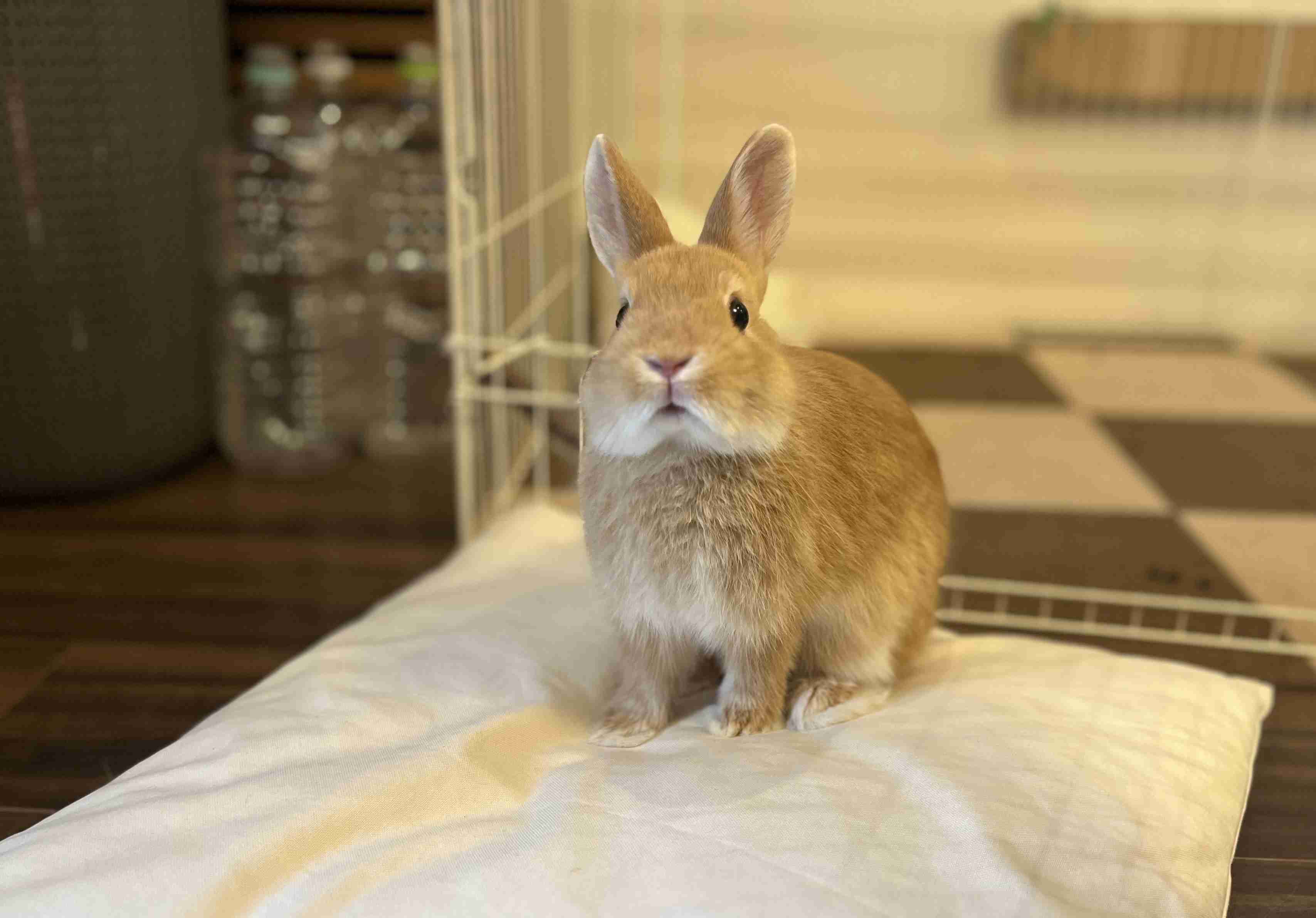 AI動画・画像の見極めが難しくて疲れる