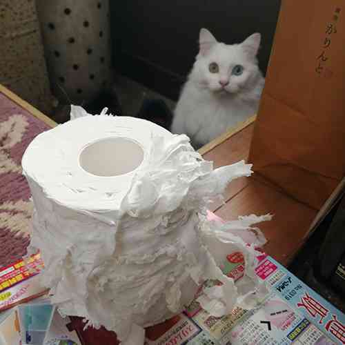 【可愛すぎ】ペットが勘違いして覚えてること