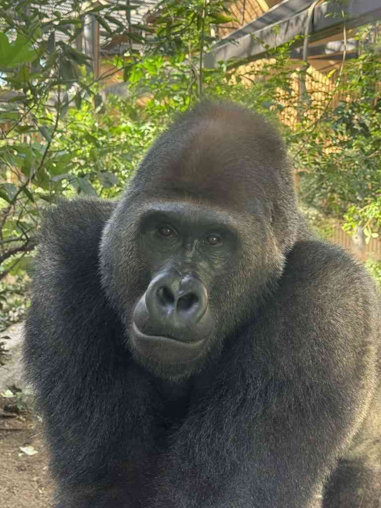 ペットがいる人の災害対策