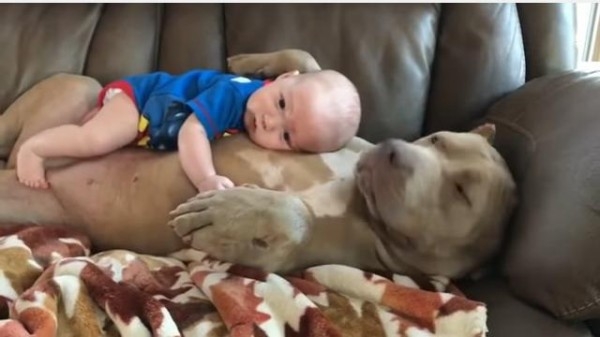 ピットブルが乳児を襲う現場を警官が目撃...犠牲になった祖父と生後3カ月の孫の姿