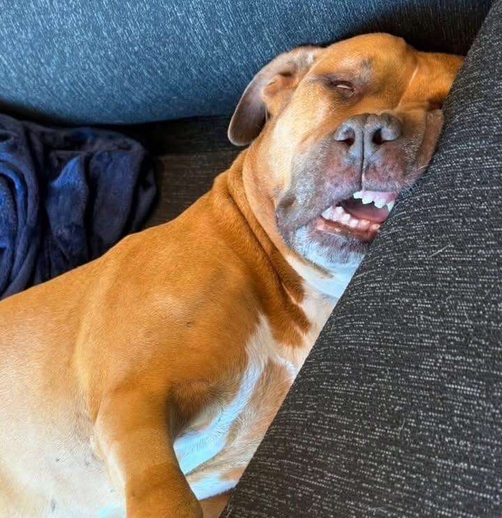 ピットブルが乳児を襲う現場を警官が目撃...犠牲になった祖父と生後3カ月の孫の姿