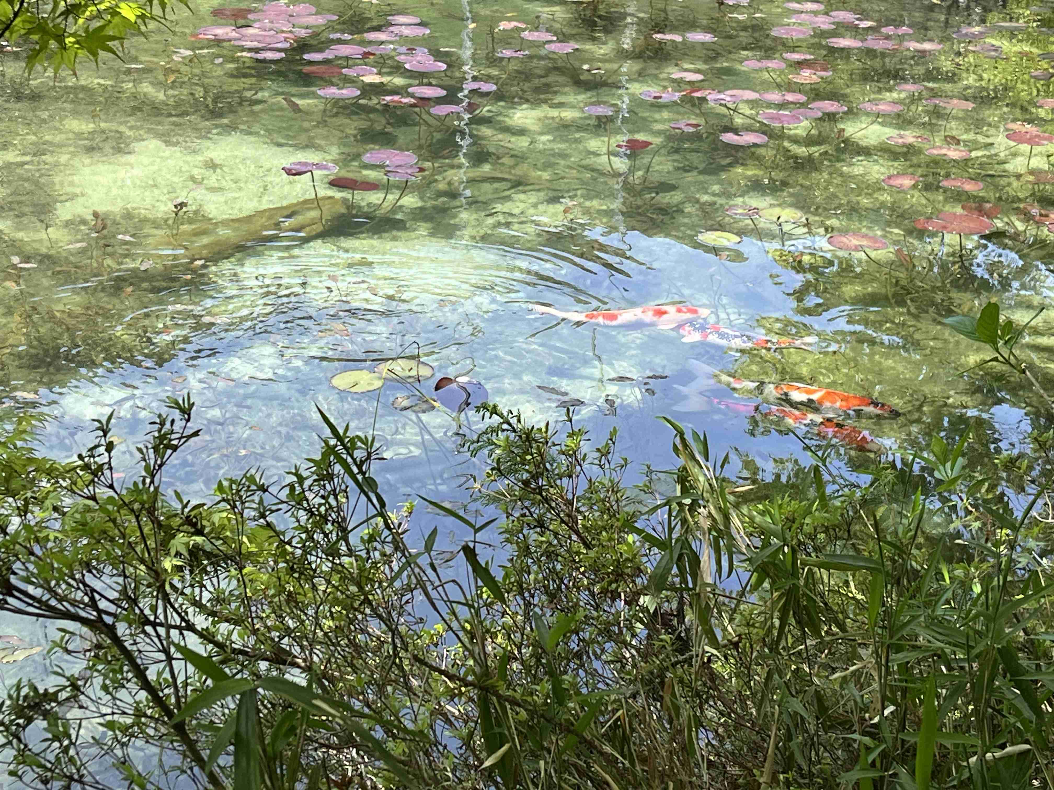 美しすぎて衝撃を受けた画像