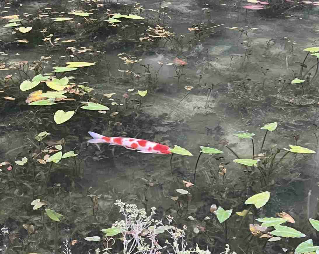 美しすぎて衝撃を受けた画像