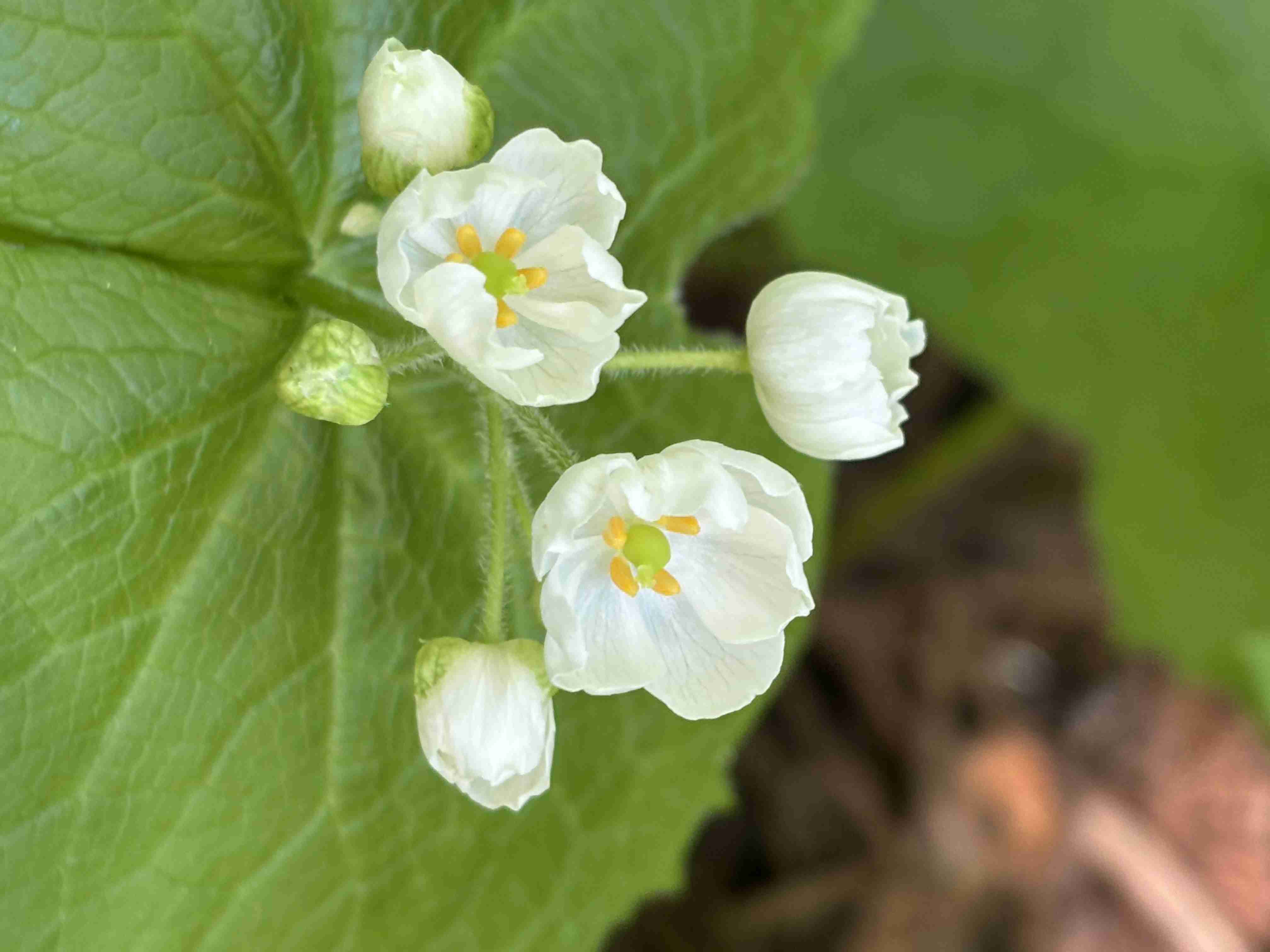 美しすぎて衝撃を受けた画像