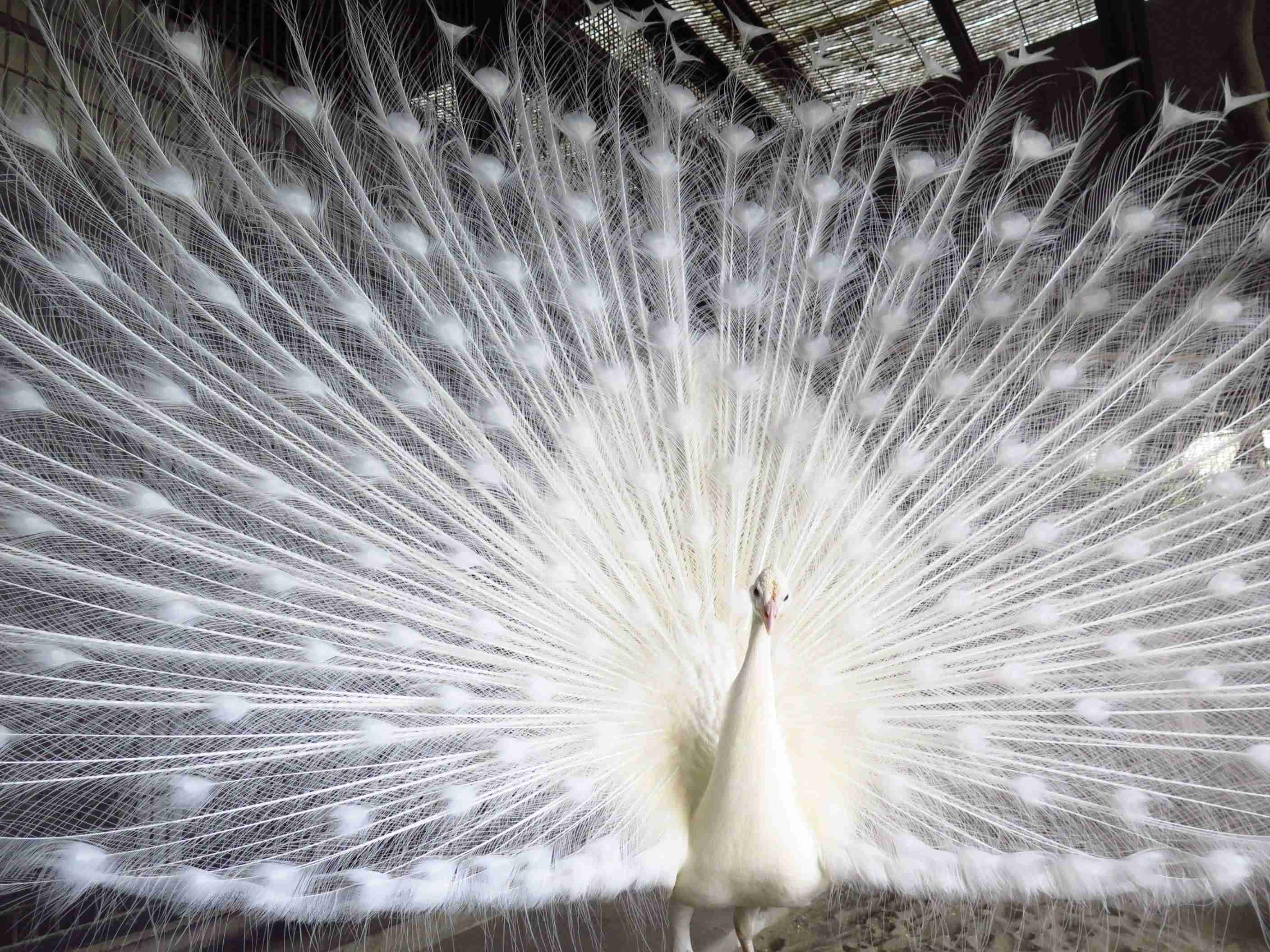 美しすぎて衝撃を受けた画像