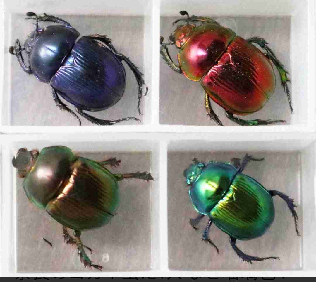 美しすぎて衝撃を受けた画像