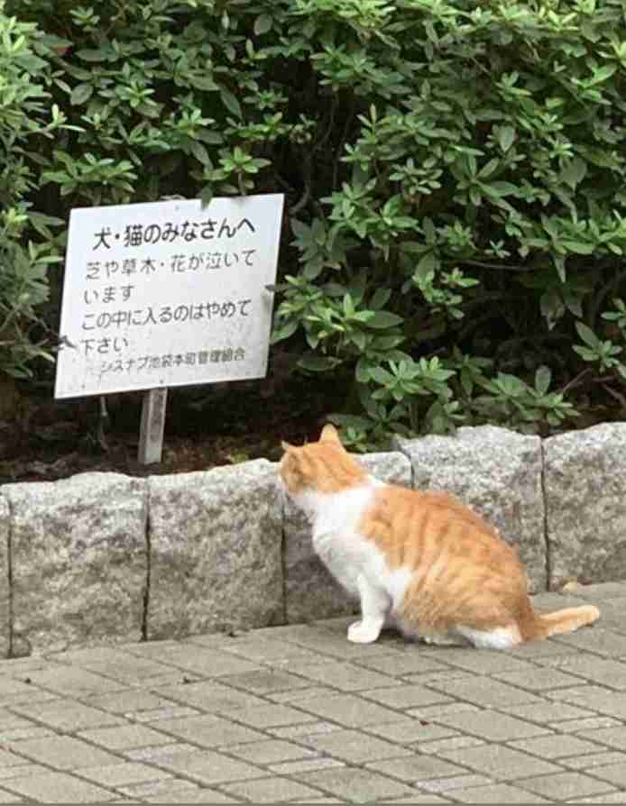 よく分からないけどかっこいい画像を貼るトピ