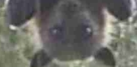 よく分からないけどかっこいい画像を貼るトピ