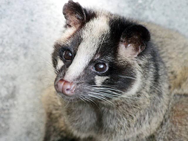 【メイク】シェーディングやコントゥアリングのおススメを知りたい