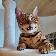 「上履きのにおいが嗅ぎたかった」 高校侵入の疑いで自称・会社役員の男(37)を逮捕 男子トイレに複数の上履きを持ち込んでいたところを見つかる 千葉・八千代市