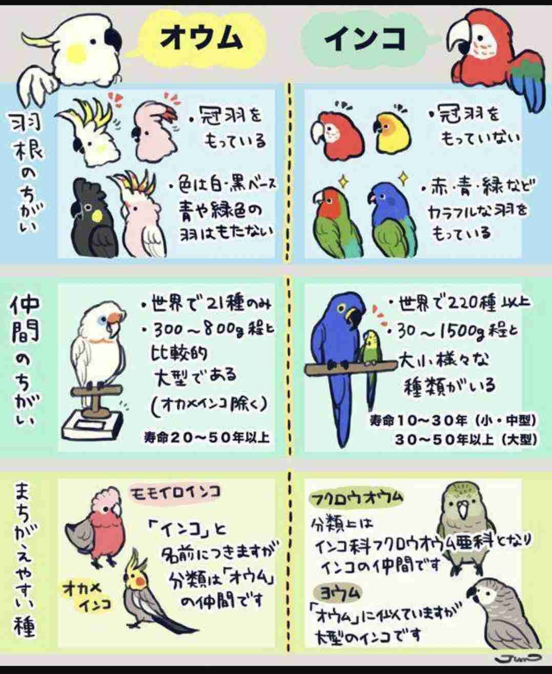 【世界最小のオウム】オカメインコ好きな人、飼ってる人Part4【オレンジチーク】