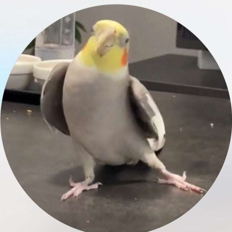 【世界最小のオウム】オカメインコ好きな人、飼ってる人Part4【オレンジチーク】