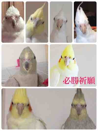 【世界最小のオウム】オカメインコ好きな人、飼ってる人Part4【オレンジチーク】