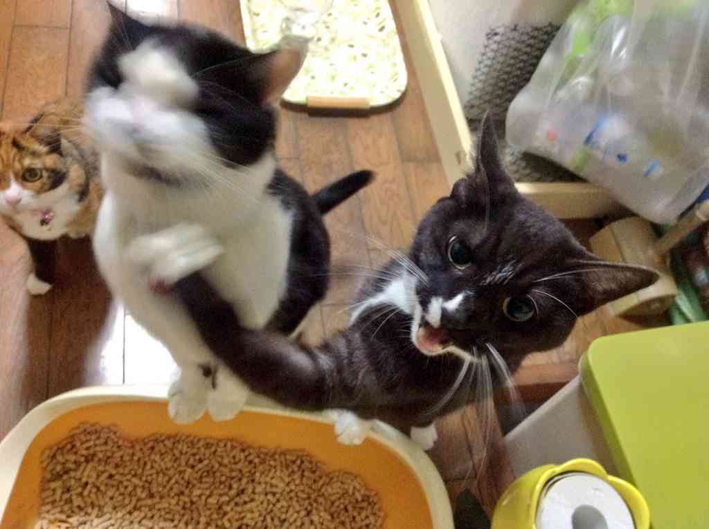 これみて一言面白いこと言った人優勝