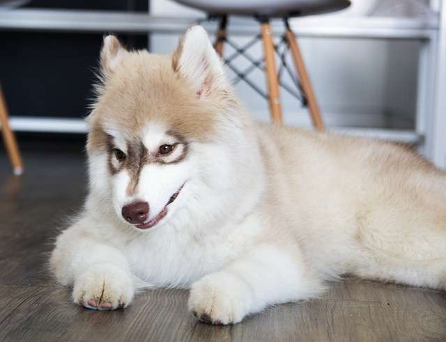 ゴールデンレトリバーとハスキーのミックス犬「ゴベリアン」の魅力にズームイン！
