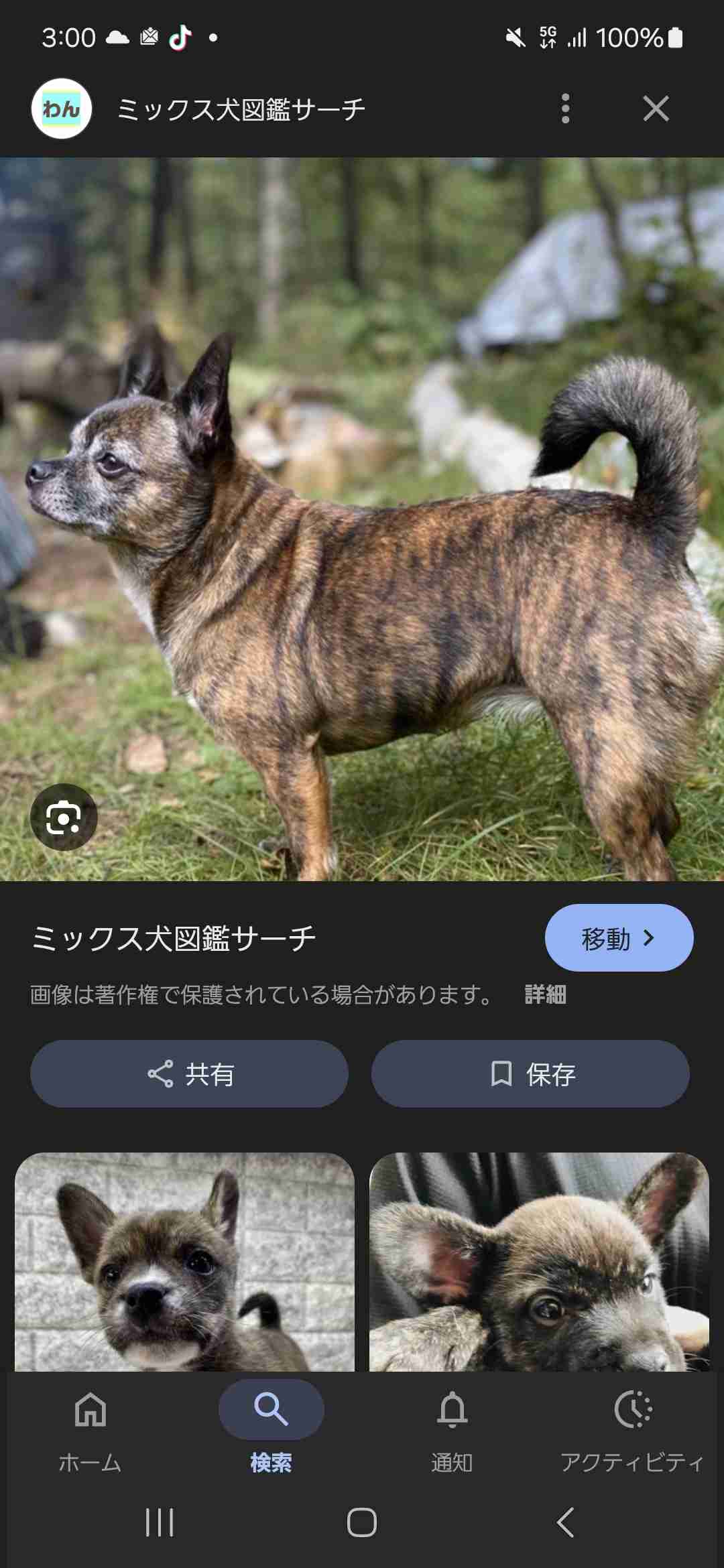 ゴールデンレトリバーとハスキーのミックス犬「ゴベリアン」の魅力にズームイン！