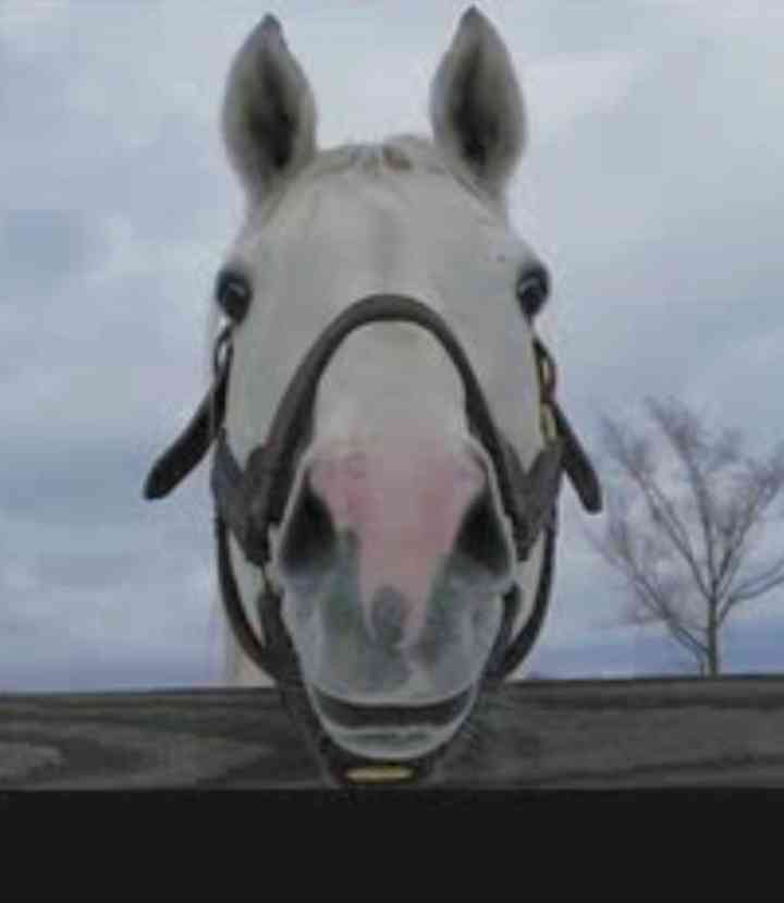 【第70回】有馬記念大予想トピ！【2025】