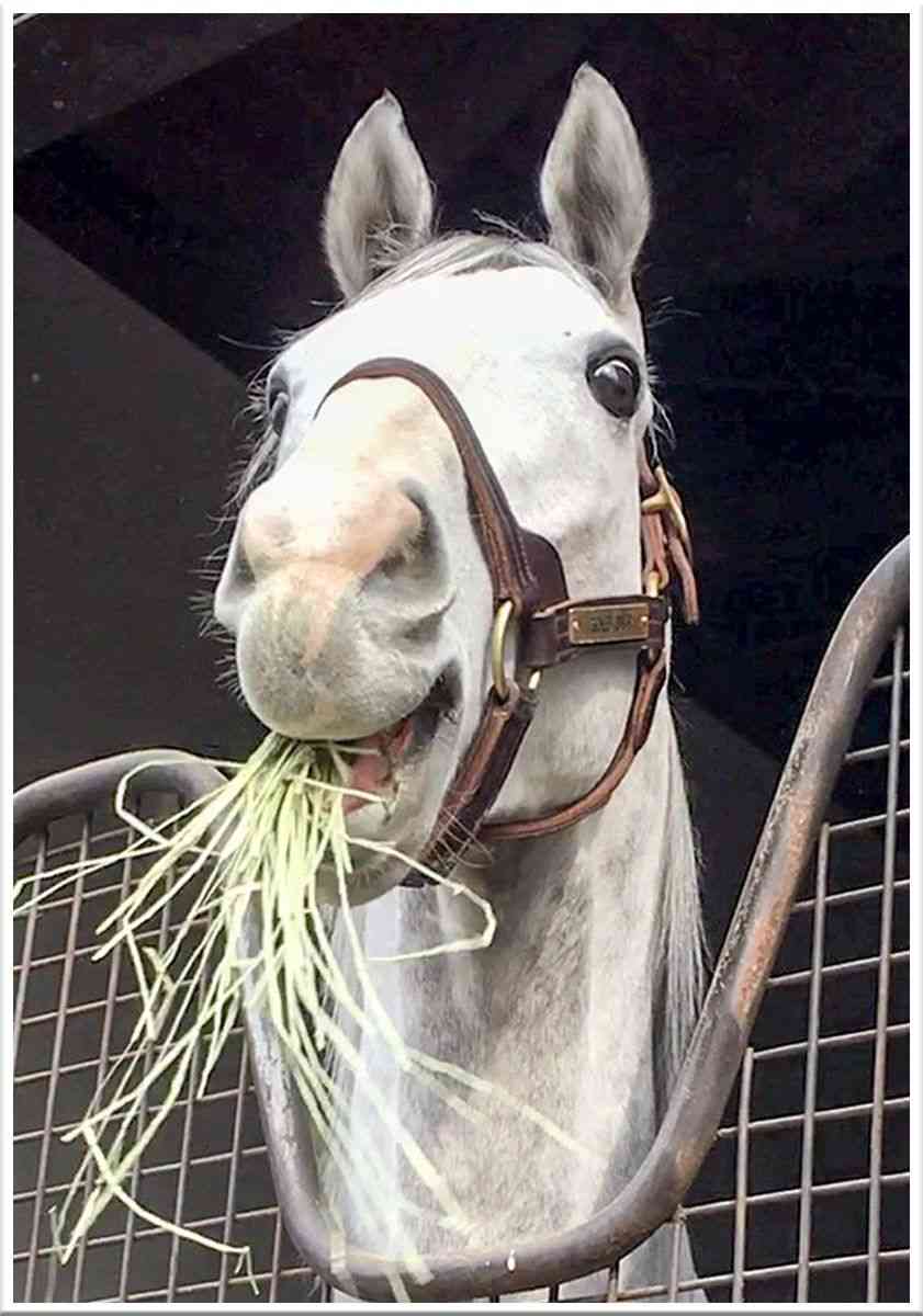 【第70回】有馬記念大予想トピ！【2025】