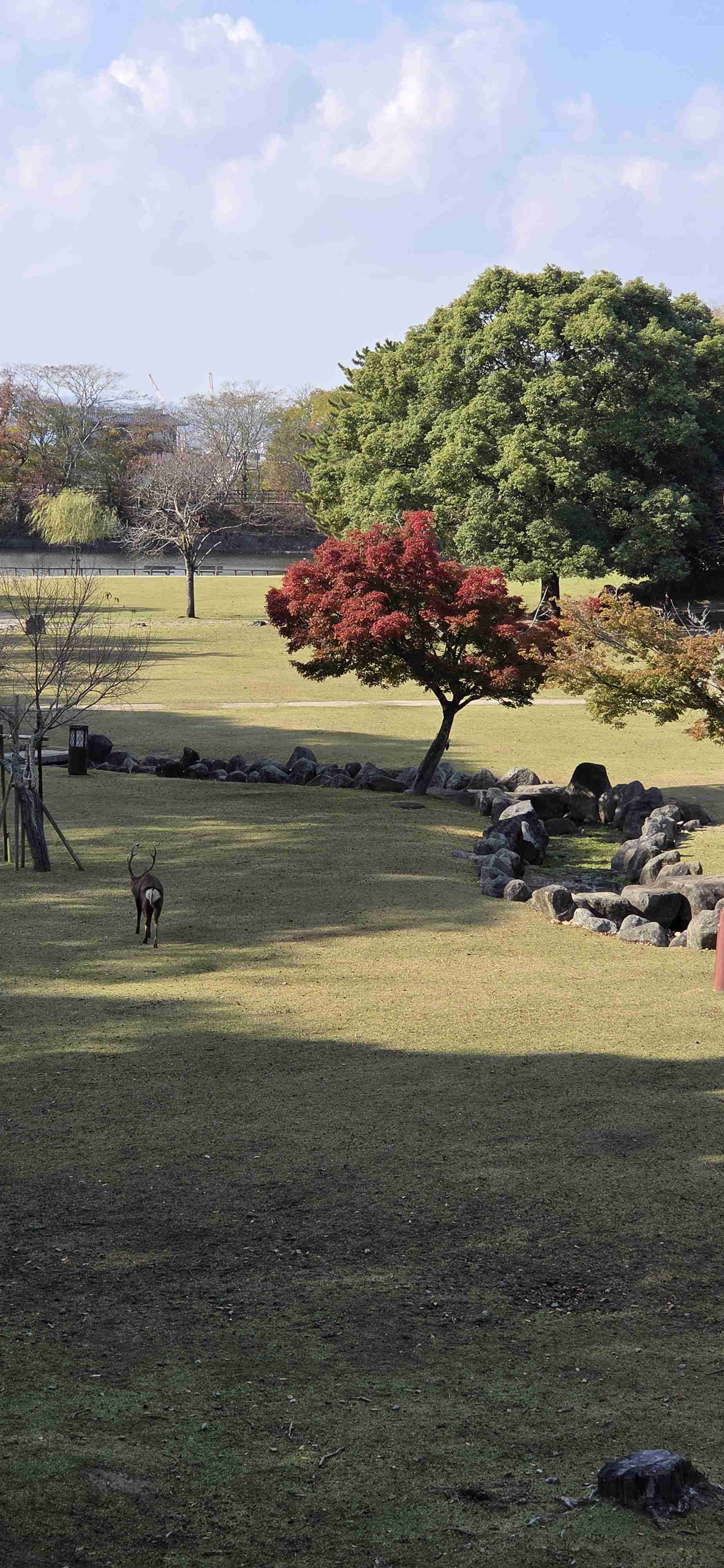 家で餅つきしますか？
