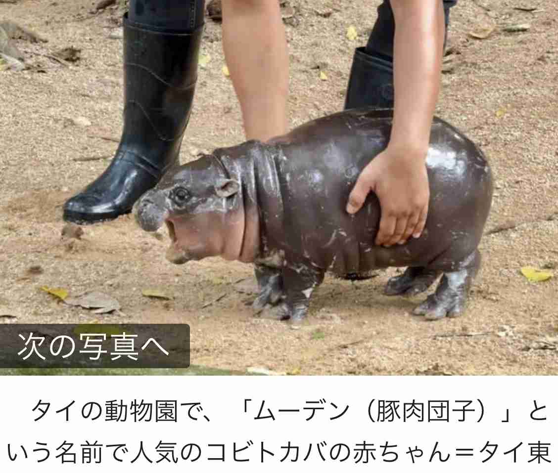 へずまりゅう氏が私見「まさか日本側がパンダ返還で悲しんでいるとでも思っているのか?」