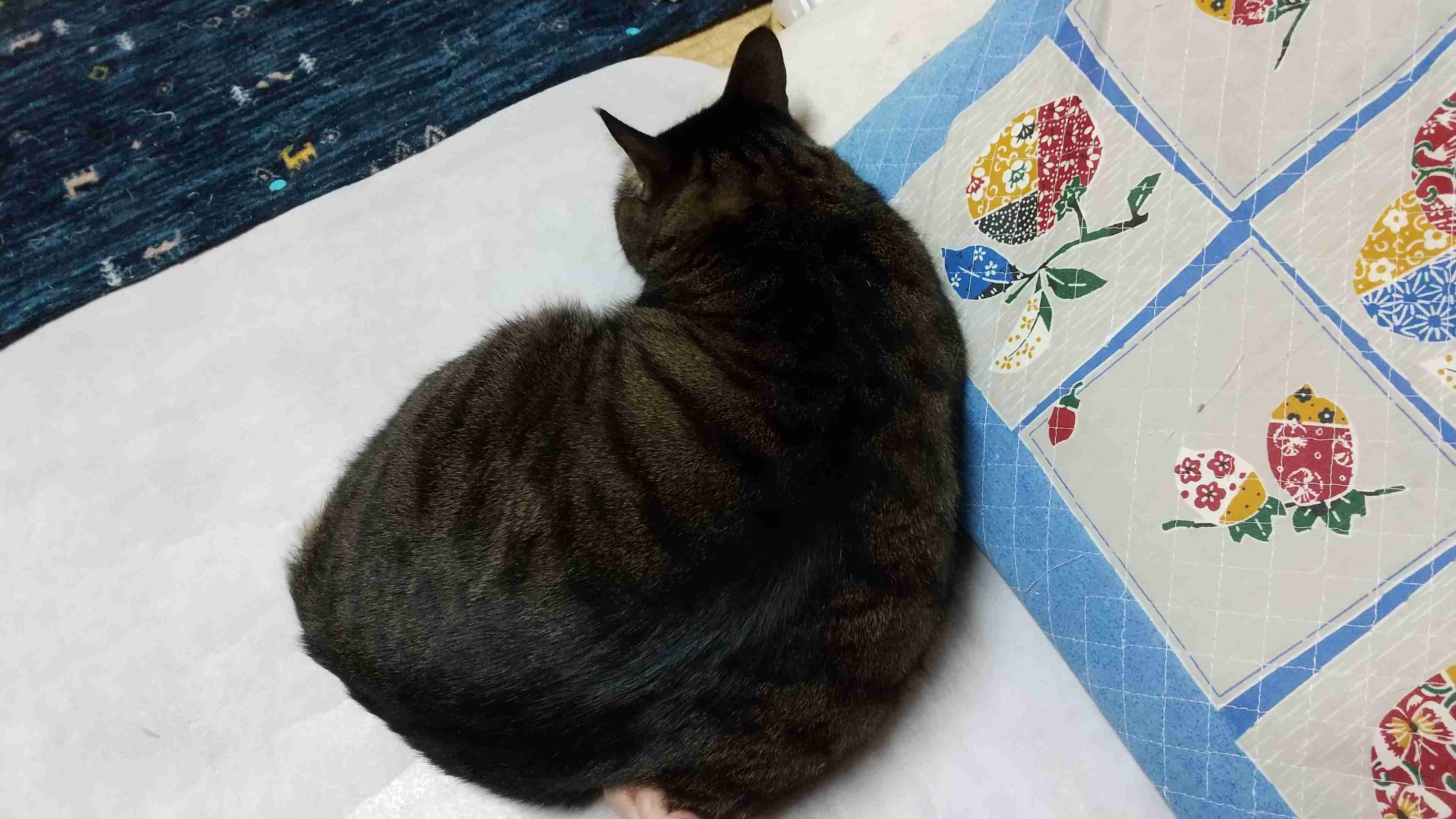 【実況】あなたの側にいる生き物【何してる？】