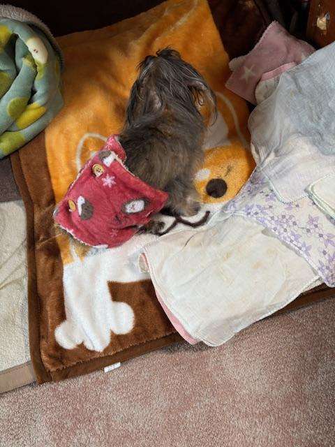 【実況】あなたの側にいる生き物【何してる？】